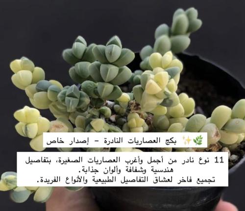 بكج العصاريات النادرة – Succulent Collector Box” �
