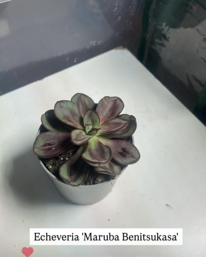 Echeveria ‘Maruba Benitsukasa’ – إشفيريا ماروبا بنيتسوكاسا