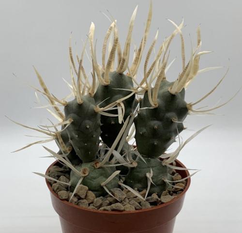 صبّار الأشواك الورقية | Paper Spine Cactus
