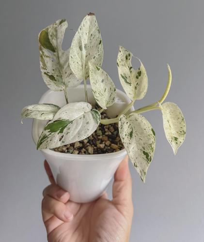 Epipremnum Pinnatum Marble - ابيبريمنيوم بيناتوم ماربل