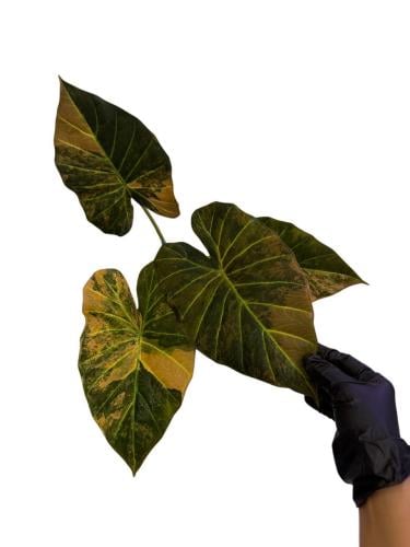 Alocasia Regal Shield ‘Caramel Variegated’