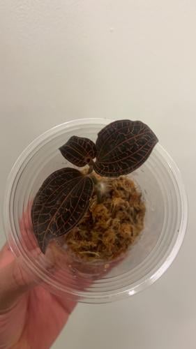 Jewel Orchid - جوهرة الأوركيد