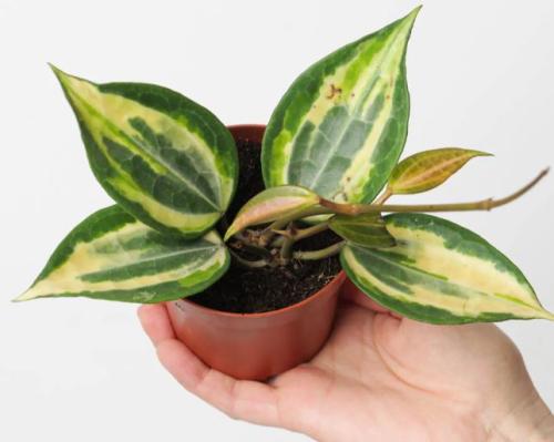 Hoya Latifolia Pol of Gold - هويا لاتيفوليا بول اوف الذهب