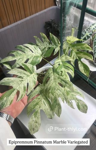 Epipremnum Pinnatum Marble Variegated
