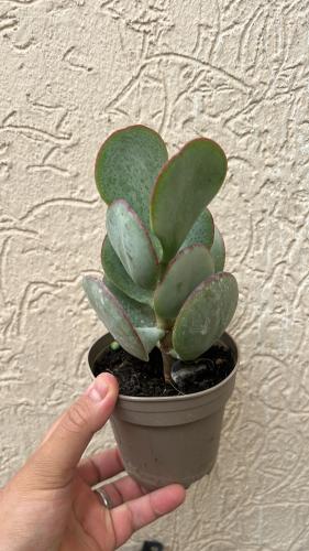 ‏Crassula arborescens - Silver Dollar