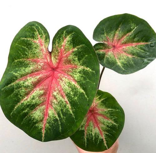 Caladium Pink Lady - كالاديوم السيدة الوردية