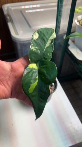 Syngonium Chiapense variegated - سينجونيوم تشيابنس...