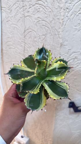 اقافا يسمنس كابوتوجاني مارجيناتا  - Agave isthmensis Kabutogani marginata