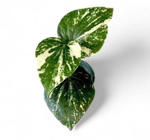 Piper Nigrum Variegated - بايبر نيجروم فرقيتد