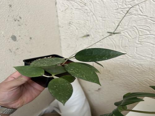 Hoya Parasitica Splash - هويا باراسيتيكا سبلاش