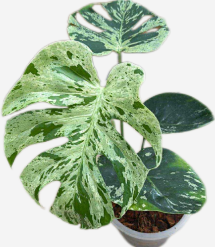 Monstera Bulbasaur Variegated – مونستيرا بولباسور فرقيتد