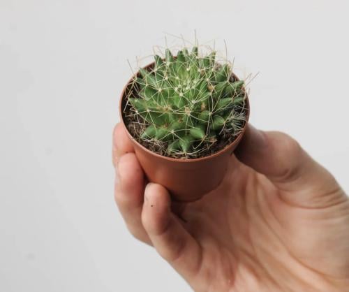 Mammillaria camptotricha – ماميلاريا كامبتوتريكا