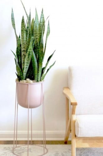 سانسيفيريا زيلانيكا - Sansveria Zeylancia