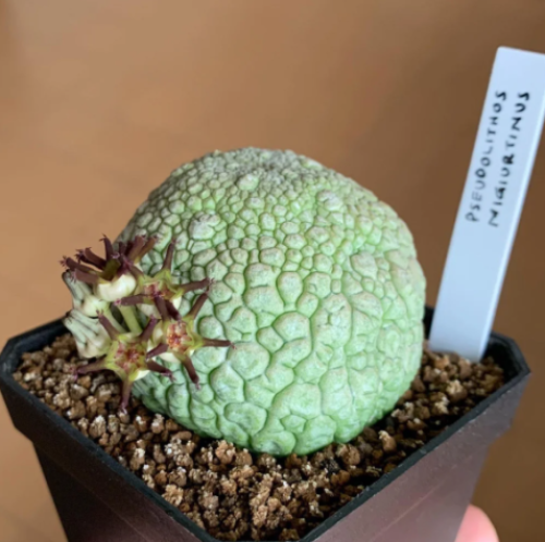 Pseudolithos migiurtinus – الحجر الزائف من ميغيورتينا