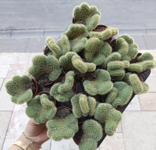 Cleistocactus winteri f. cristata – كليستوكاكتس ونتر كريستاتا