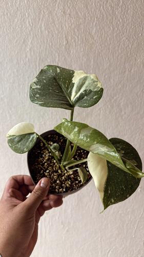 Monstera Thai Constellation - مونستيرا كونستليشن تاي