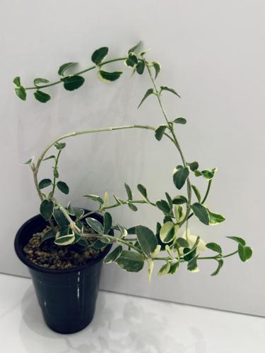 Hoya cumingiana variegated - هويا كومينجيانا فرقيتد