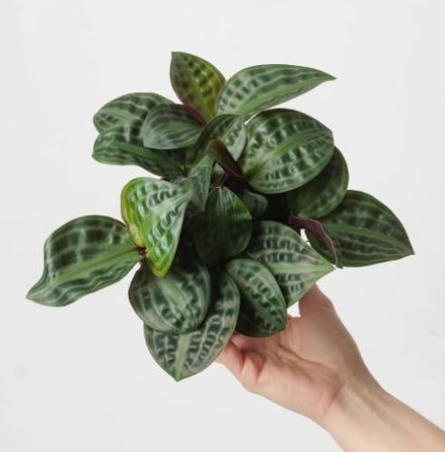 Geogenanthus Poeppigii - جيوجينانثوس بويبيجي