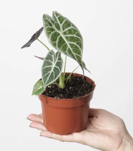 Alocasia watsoniana ‘Lightning’ – ألوكاسيا واتسونيانا “لايتنينق