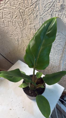 Philodendron Jungle Fever – فيلوديندرون جانغل فيفر