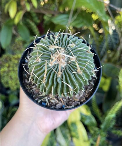 Multicostatus ‘ Brain Cactus ‘