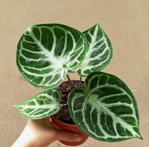 أنثوريوم سليفر بلش - Anthurium Silver Blush