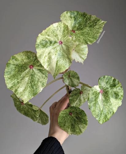 Begonia Rouge Variegated – بيجونيا روج فرقيتد