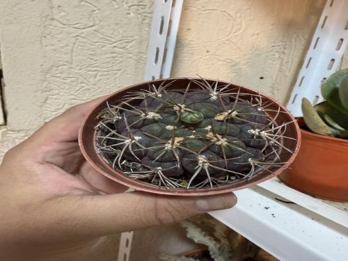 Gymnocalycium bodenbenderianum – جمنوكاليسيوم بودنبيندريانو