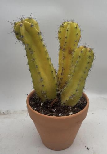 Stenocereus sp. variegated