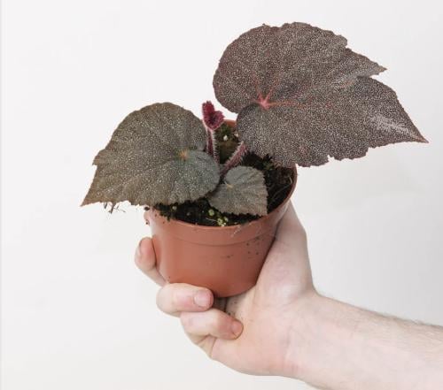 Begonia Taconite-بيجونيا تاكونيت