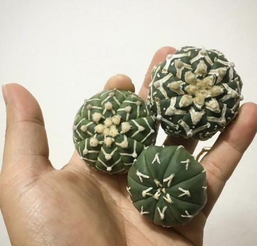 Astrophytum asterias “V Pattern”