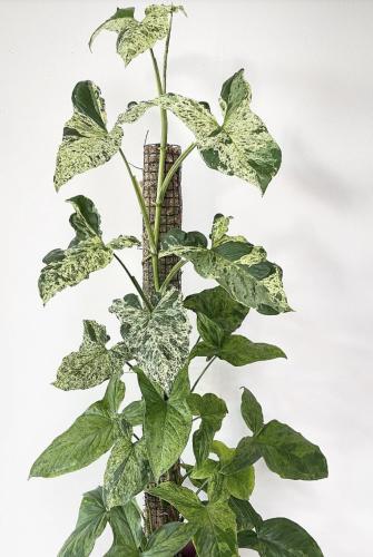 Syngonium Mottled Mojito - سينجونيوم موهيتو مبرقشه