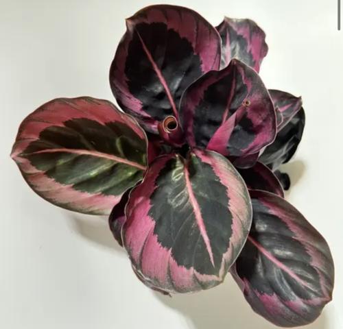 calathea princess jessie - كلاثيا الأميرة جيسي