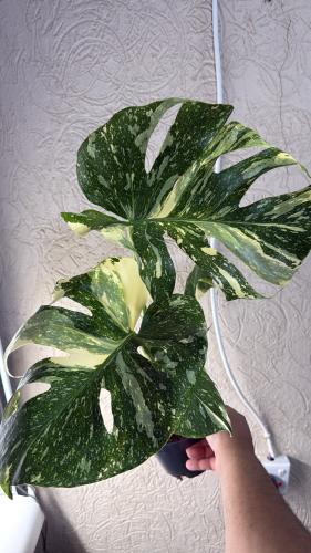 Monstera Thai Constellation - مونستيرا كونستليشن تاي