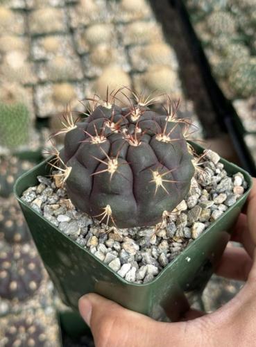 Gymnocalycium pfanzii var. albipulpa