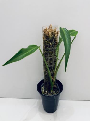 Monstera Burle Marx Flame - مونستيرا بورل ماركس فليم