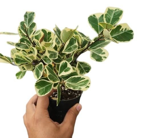 Ficus Triangularis Variegata - فيكس ثلاثي اللون