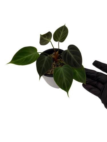 Philodendron El Choco Red - فيلوديندرون الشوكو الأحمر