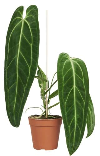 Anthurium Warocqueanum - أنثوريوم واروكوانوم