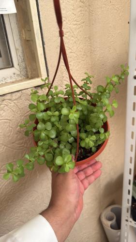 Portulacaria afra Green– بورتولاكاريا أفرا (النوع الأخضر)