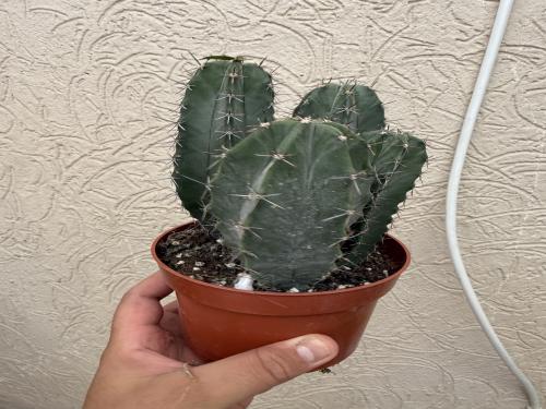 Stenocereus pruinosus – Gray Ghost Organ Pipe Cactus.