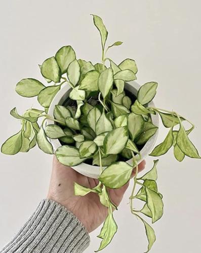 Hoya Heuschkeliana Variegated- هويا هيوشكيليانا فرقيتد