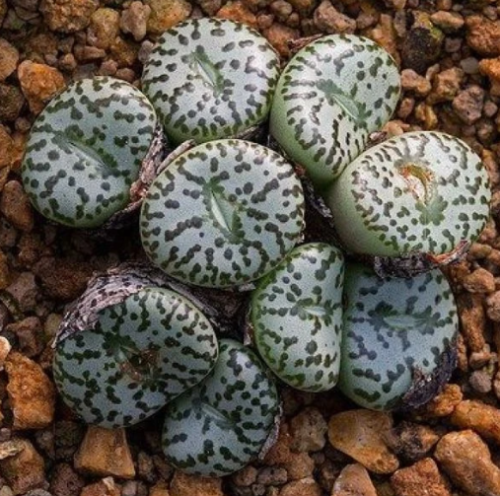 Conophytum obcordellum – كونوفيتم أوبكورديلوم