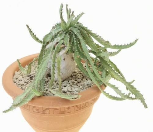 Euphorbia stellata اليوفوربيا النجمية (Star Euphorbia)