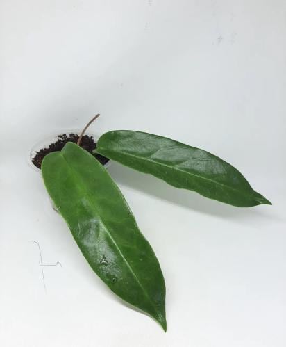 Hoya Archbold - هويا ارشبولد