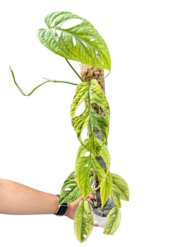 Amydium Medium Galaxy Variegated - أميديوم ميديم جالكسي فرقيتد