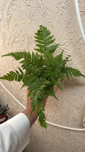 ‎‏ Fern Austral Gem - ‏ جوهرة السرخس الأسترالي