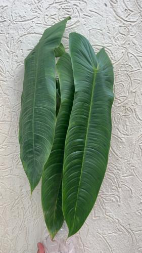 ‎‏Philodendron sharoniae - فيلوديندرون شارونيا