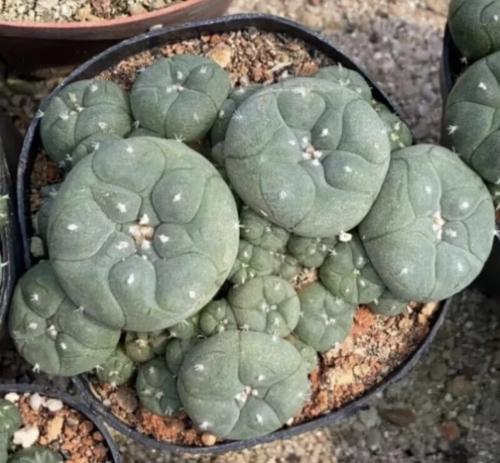 Lophophora williamsii – البيوتي المكسيكي