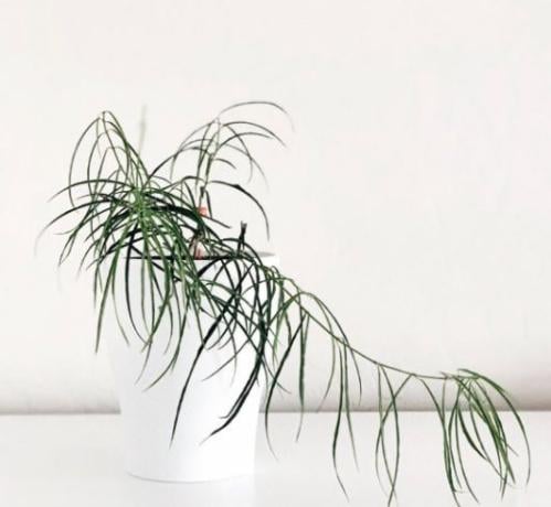 Hoya Stenophylla-هويا ستينوفيللا